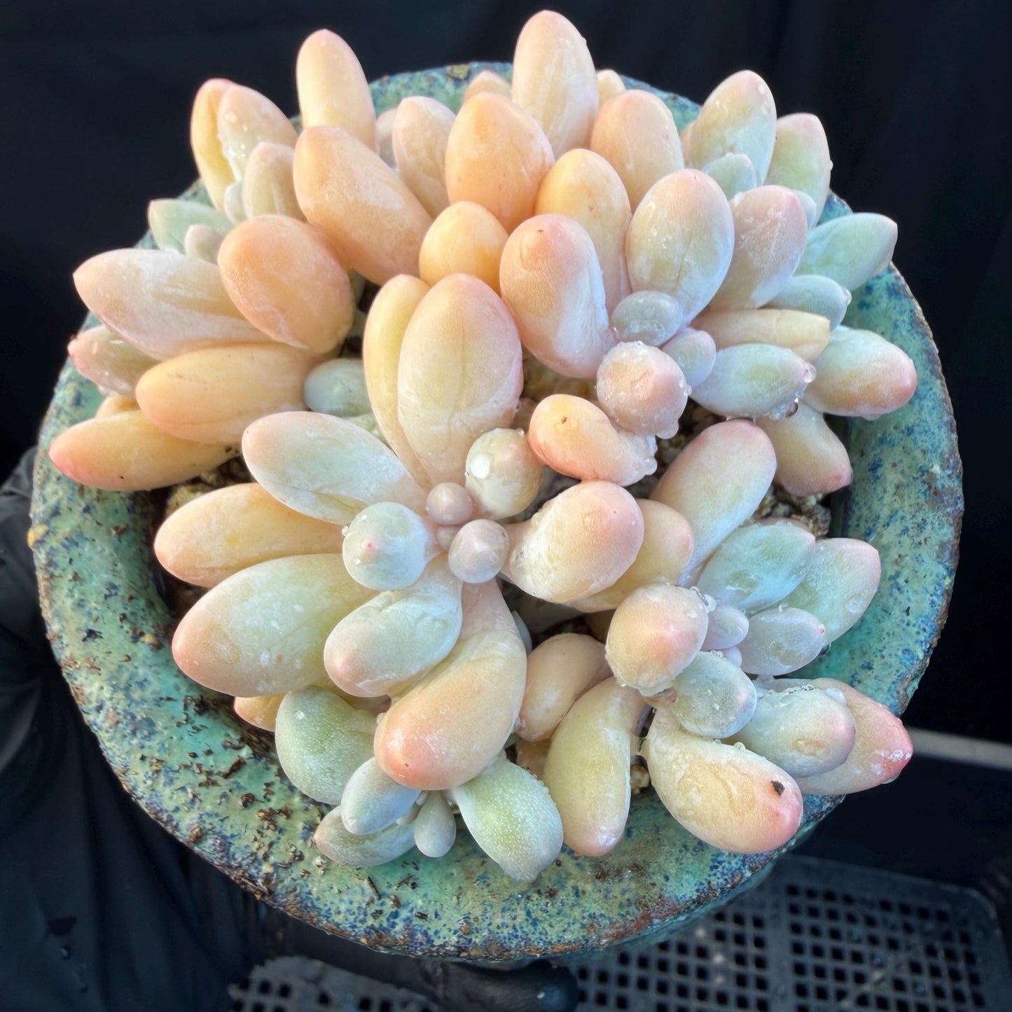 Echeveria  ‘sweetball',  3.2inches, J16