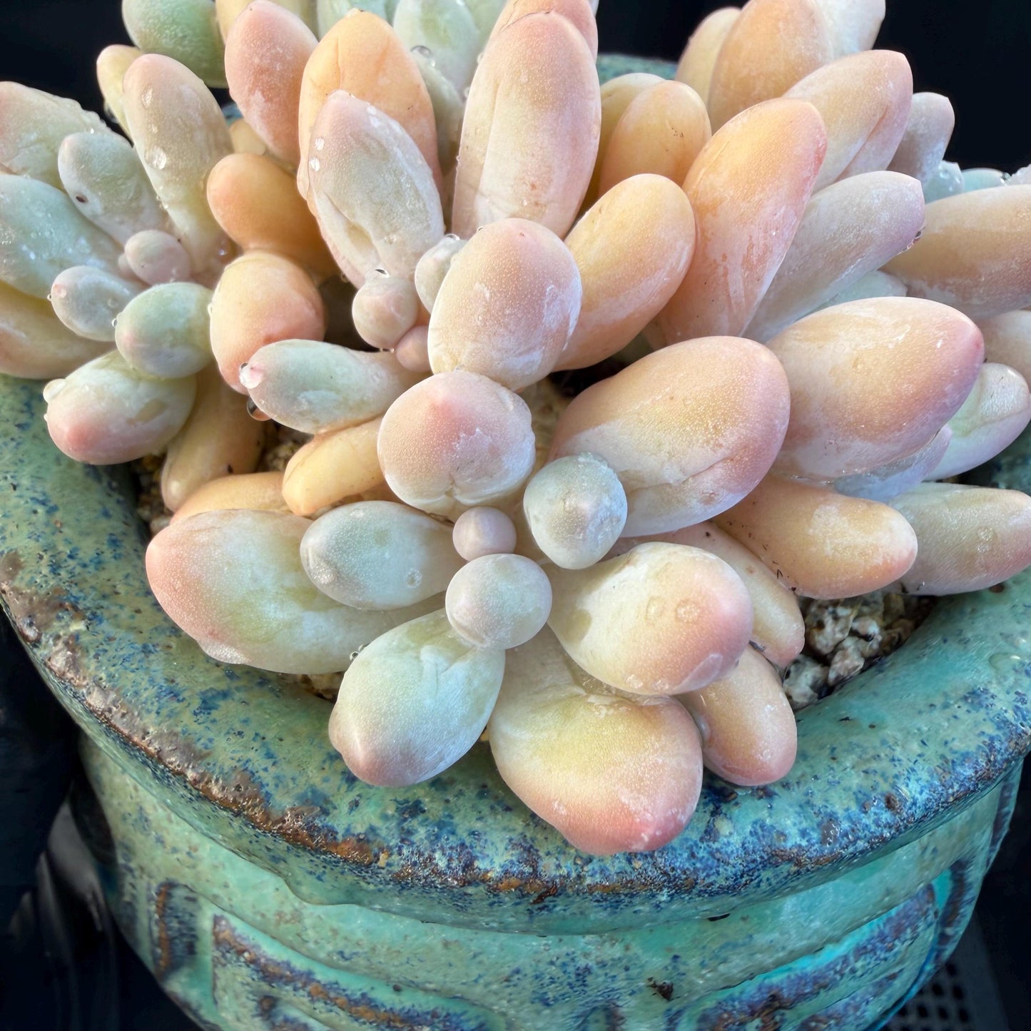 Echeveria  ‘sweetball',  3.2inches, J16