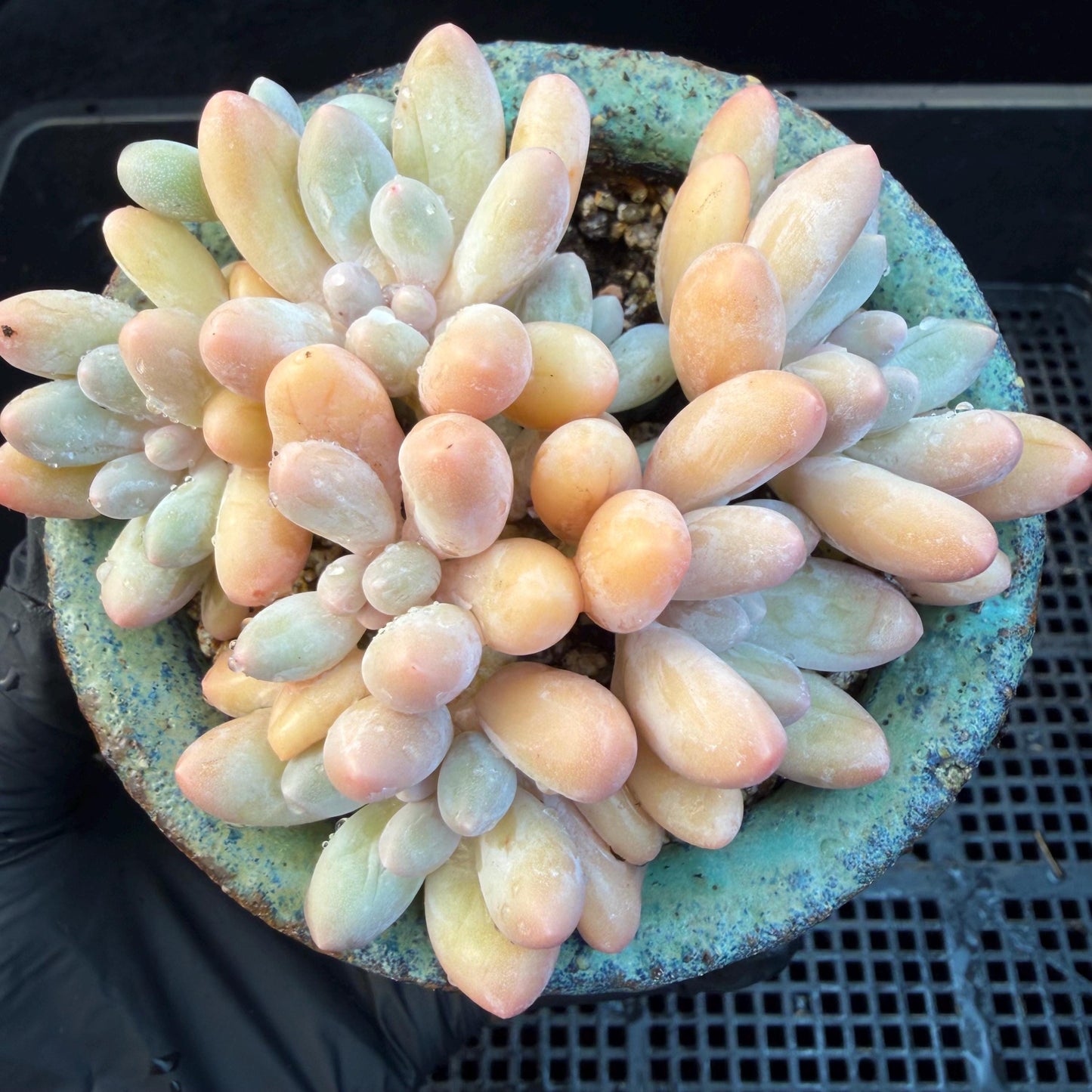 Echeveria  ‘sweetball',  3.2inches, J16