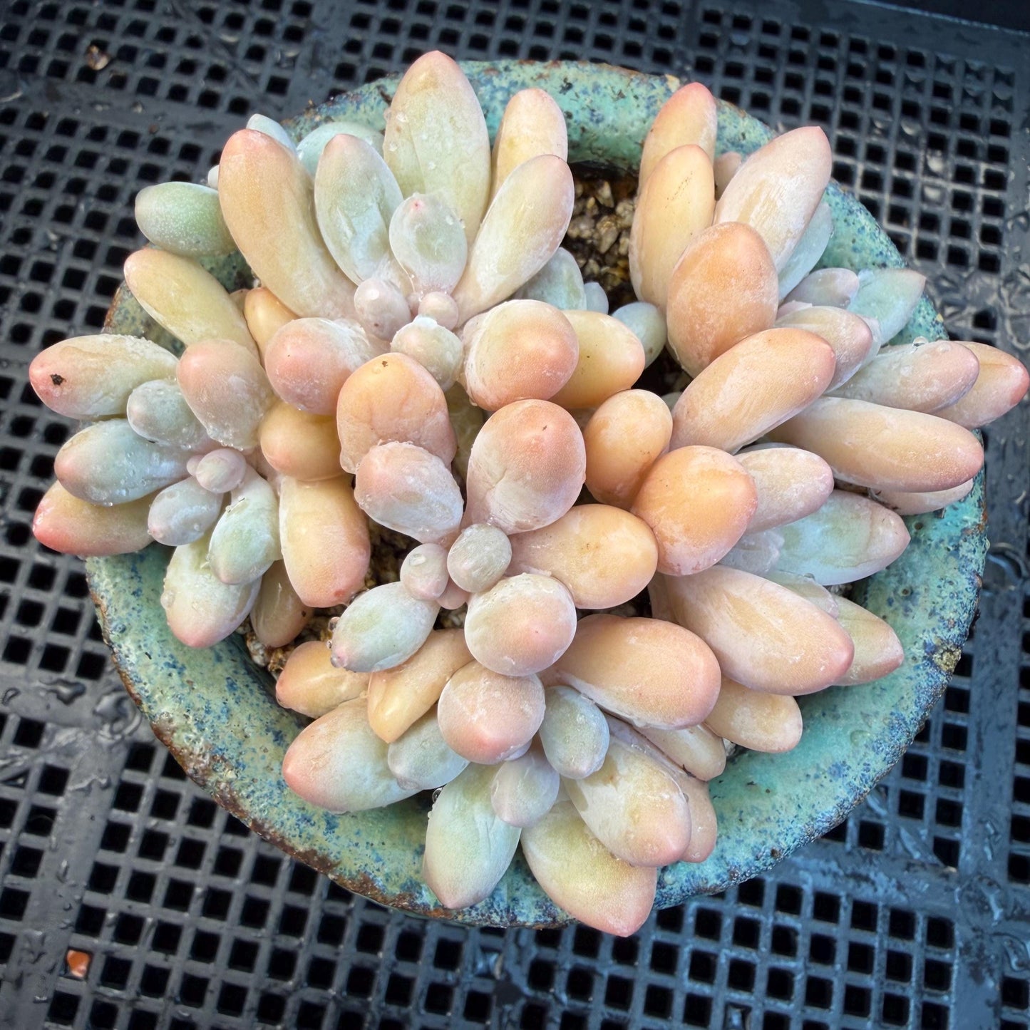 Echeveria  ‘sweetball',  3.2inches, J16