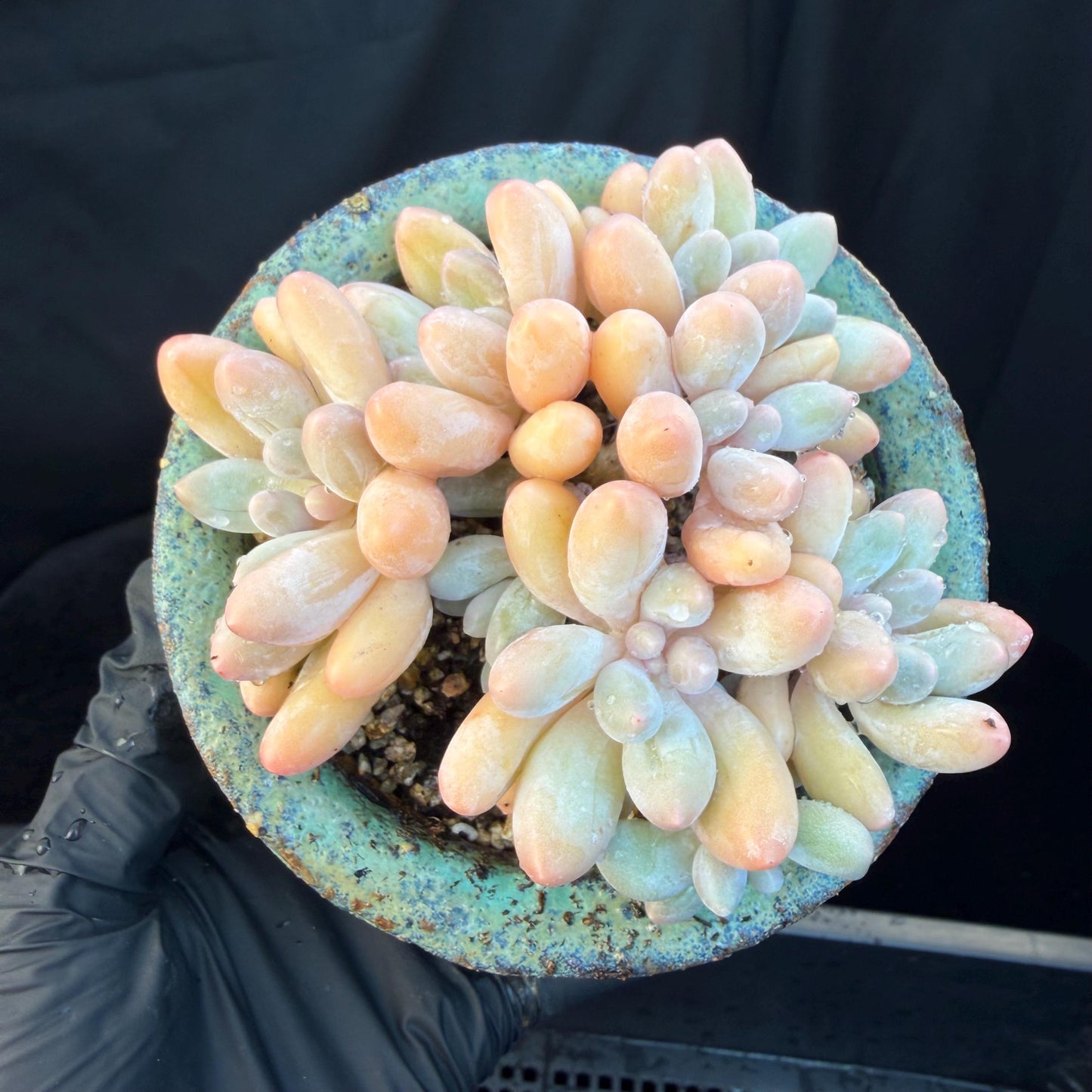 Echeveria  ‘sweetball',  3.2inches, J16