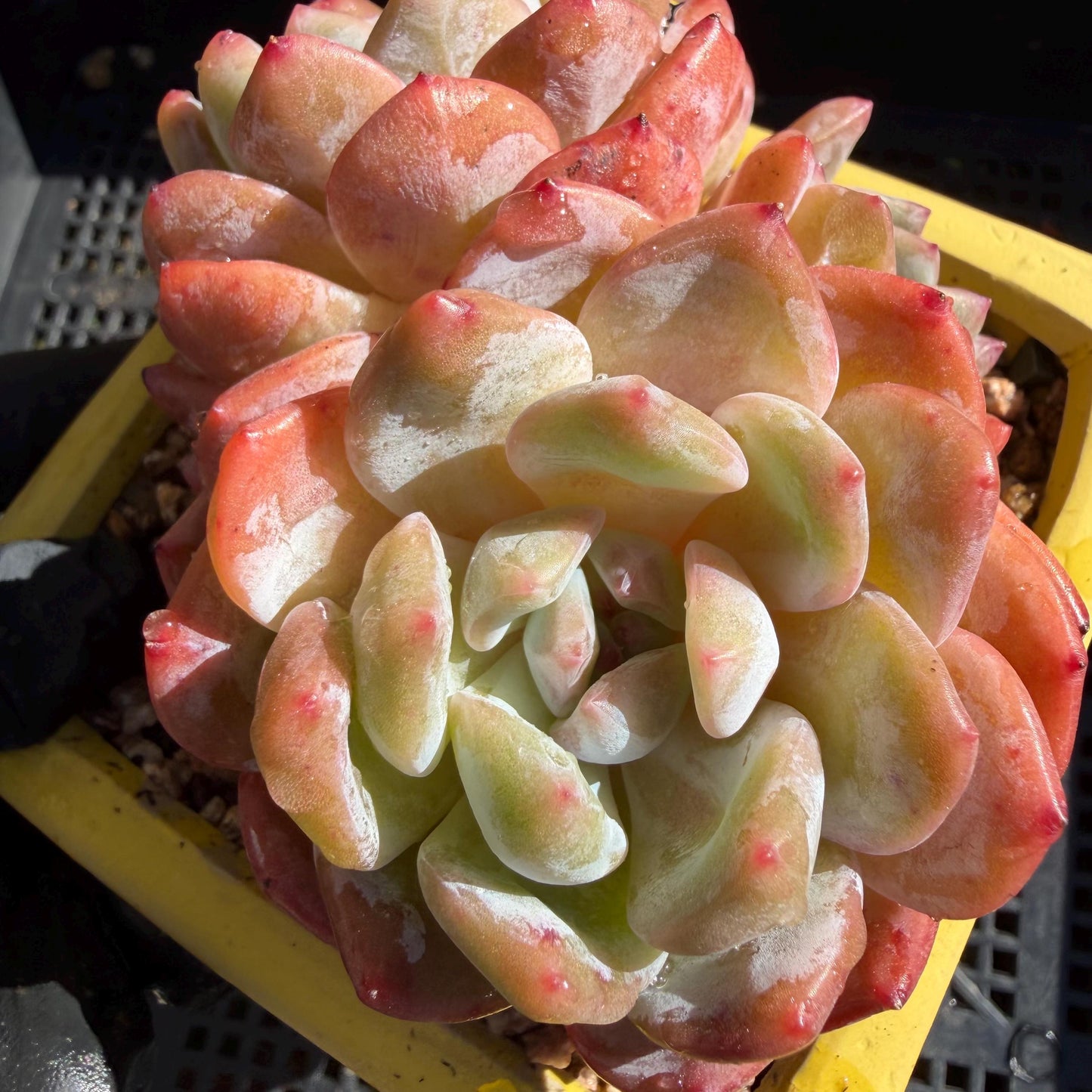 Echeveria' Orange Monroe ', 3.6inches, J03