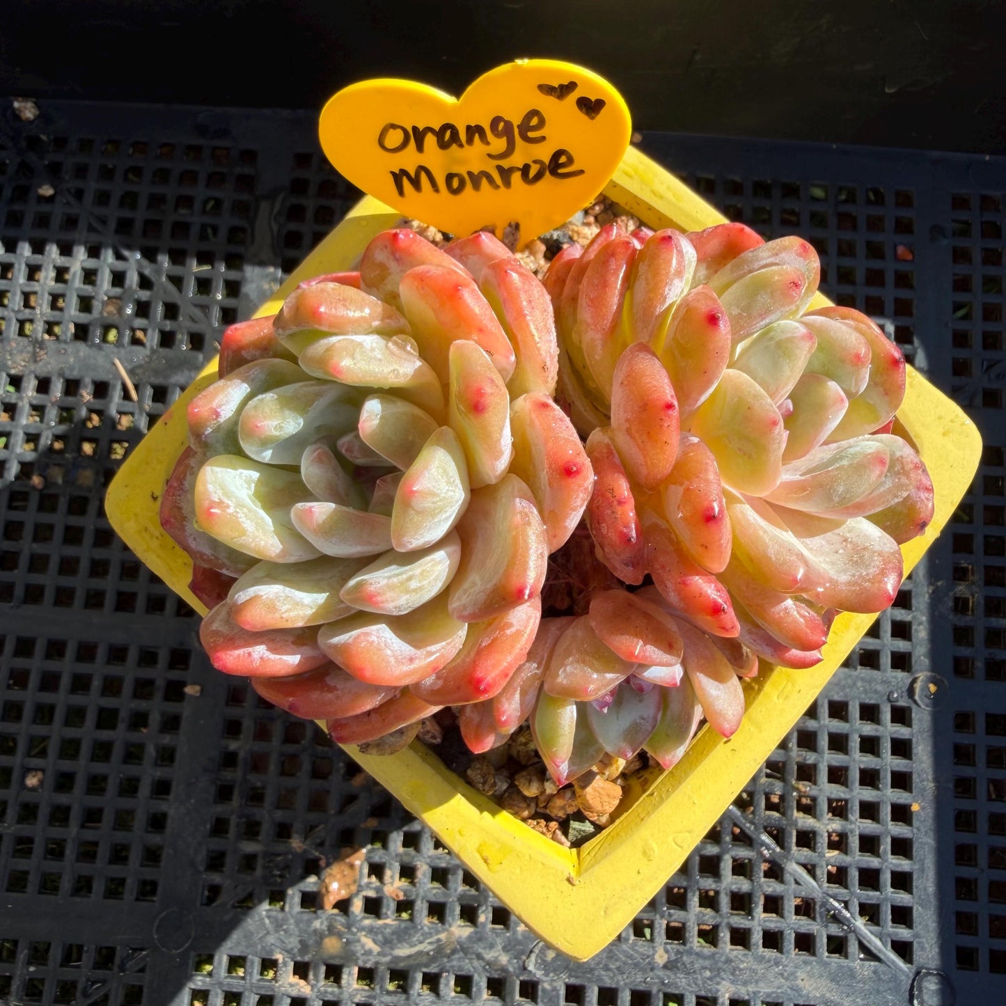 Echeveria' Orange Monroe ', 3.6inches, J03