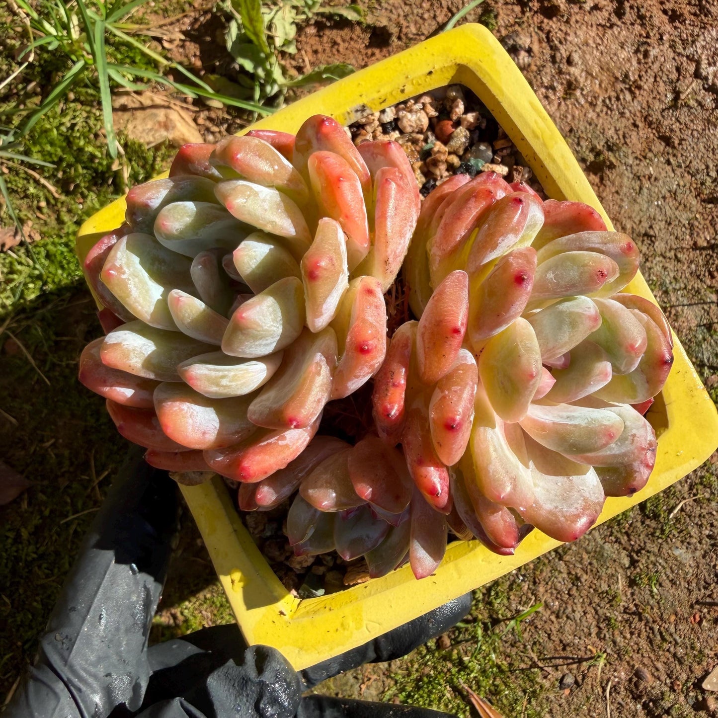 Echeveria' Orange Monroe ', 3.6inches, J03