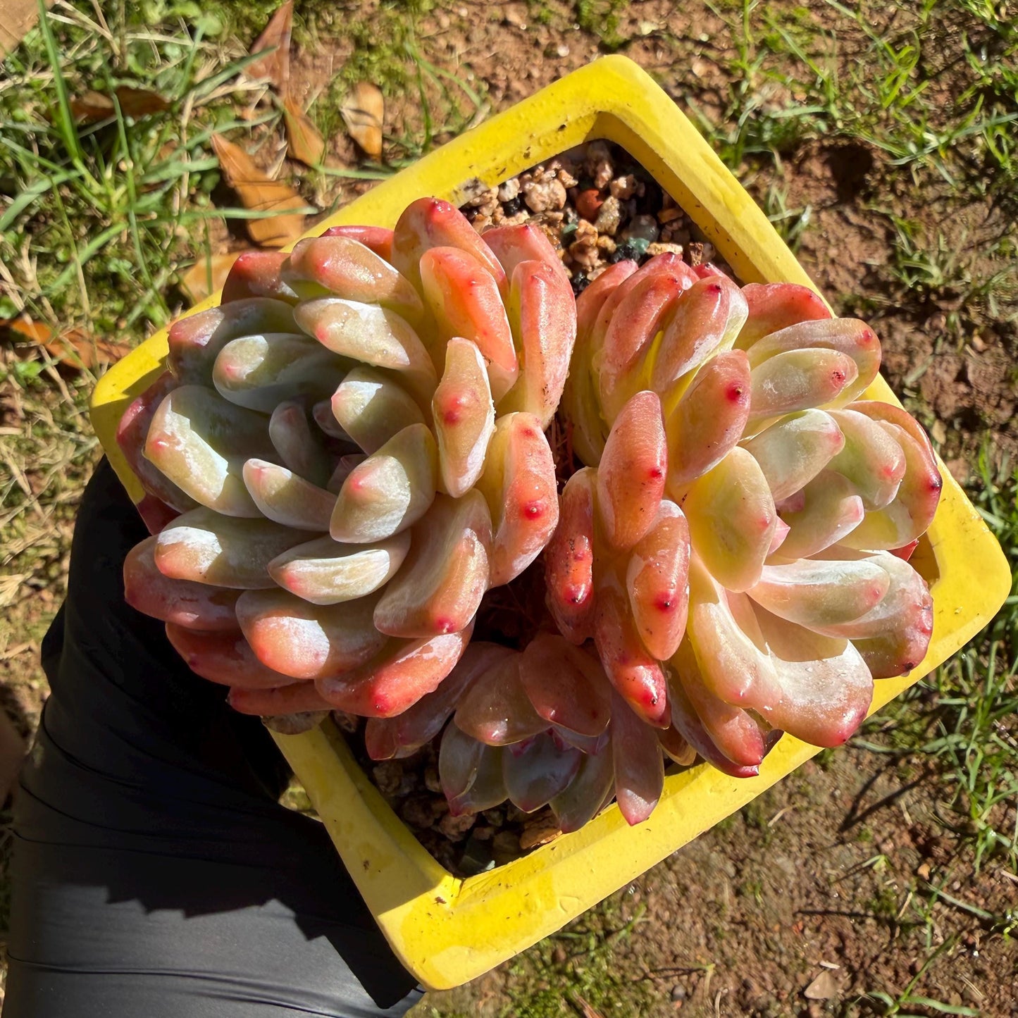 Echeveria' Orange Monroe ', 3.6inches, J03