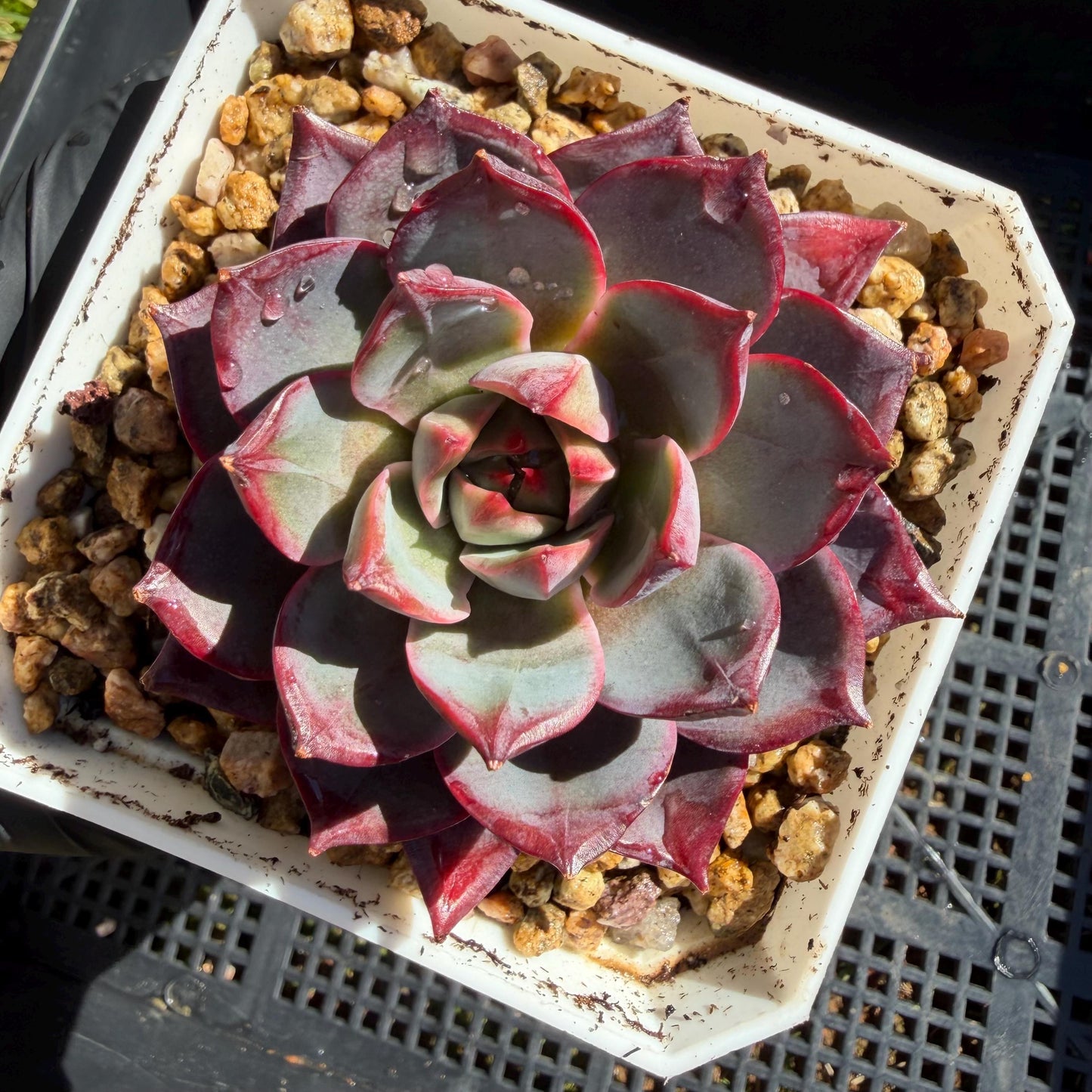 Echeveria ' Arcane Night ', big cluster, 2.8inches, J06