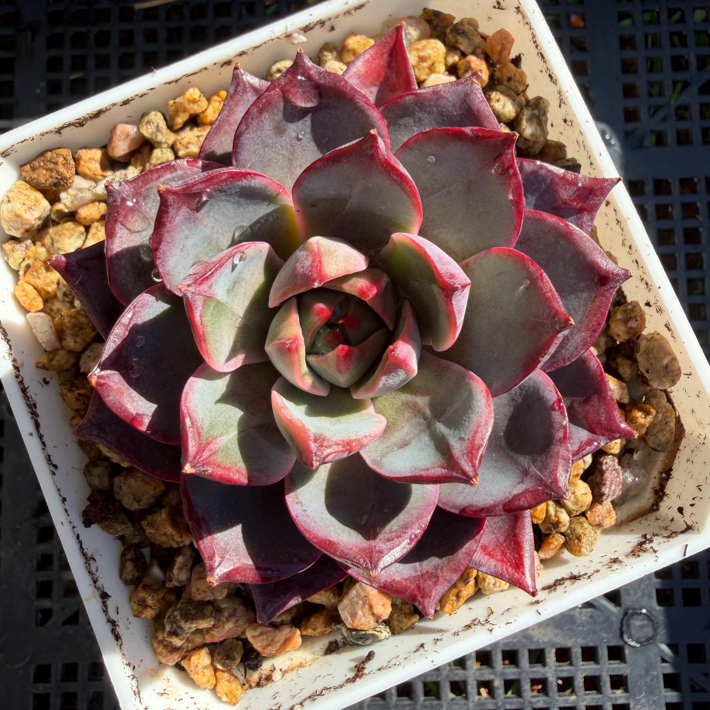Echeveria ' Arcane Night ', big cluster, 2.8inches, J06
