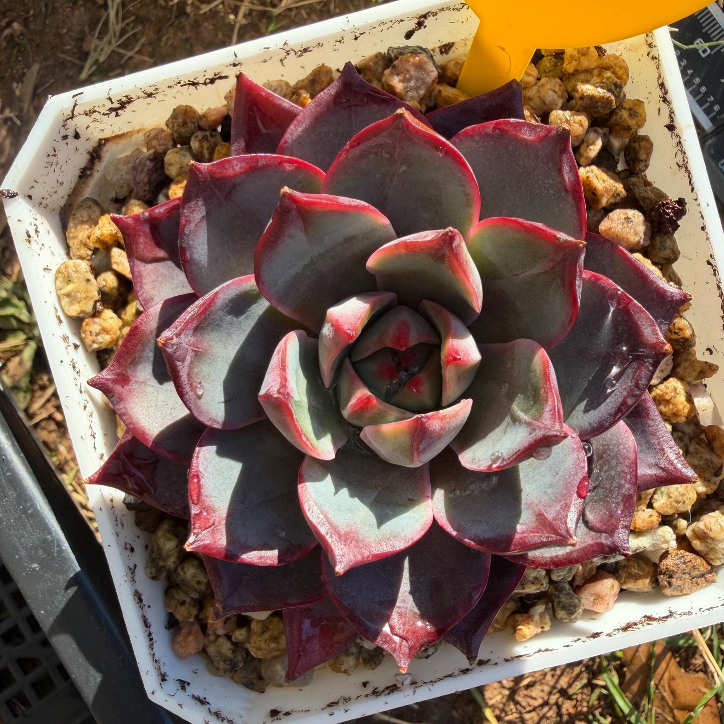 Echeveria ' Arcane Night ', big cluster, 2.8inches, J06