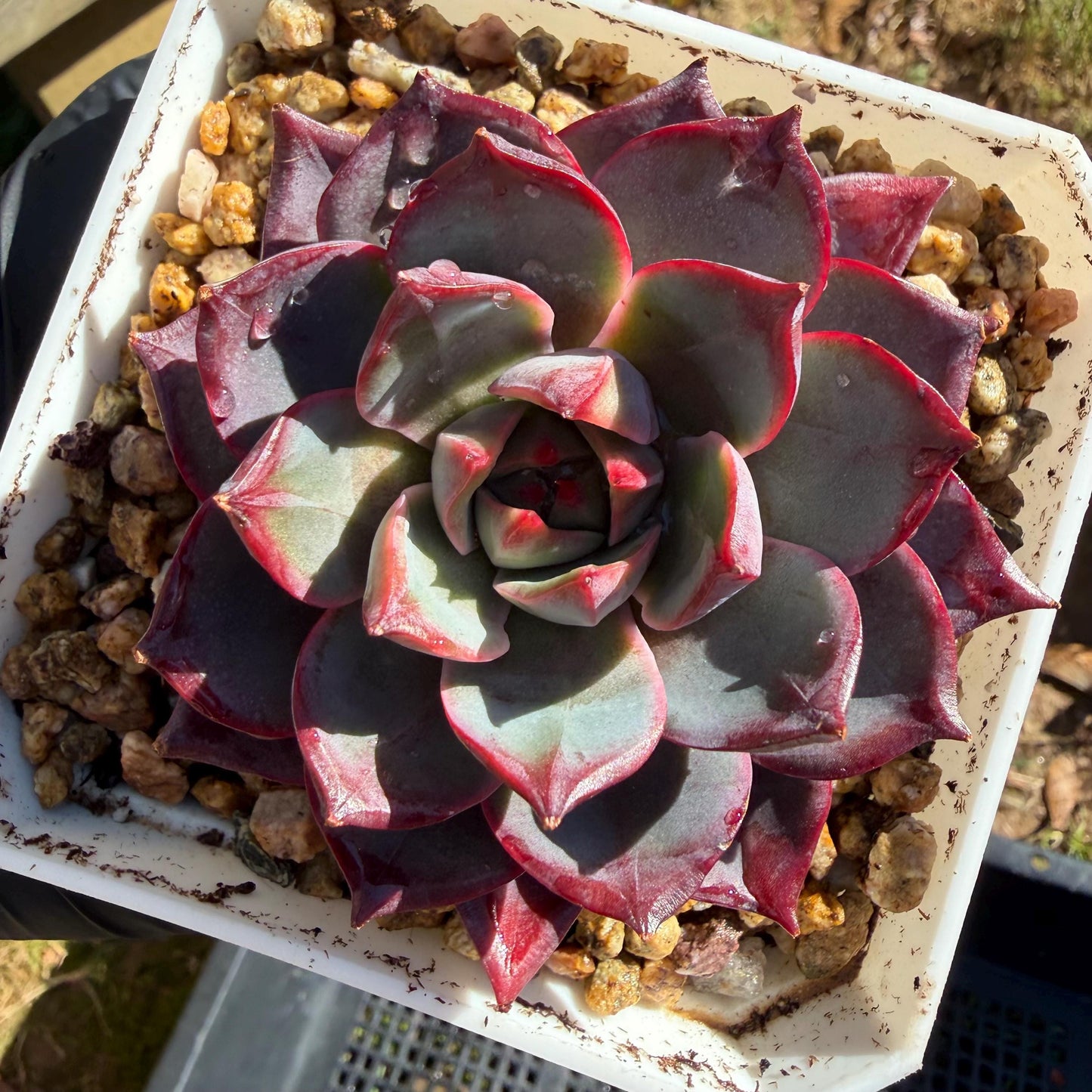 Echeveria ' Arcane Night ', big cluster, 2.8inches, J06