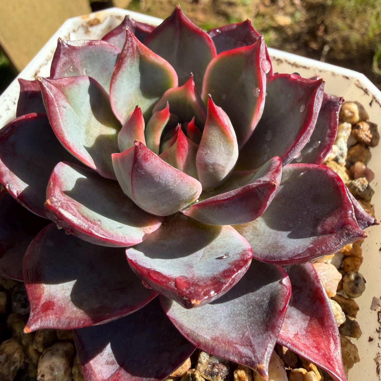 Echeveria ' Arcane Night ', big cluster, 2.8inches, J06