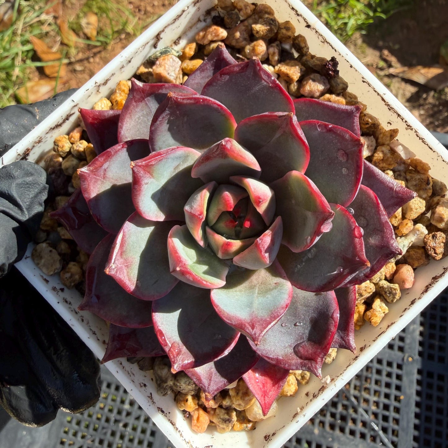 Echeveria ' Arcane Night ', big cluster, 2.8inches, J06