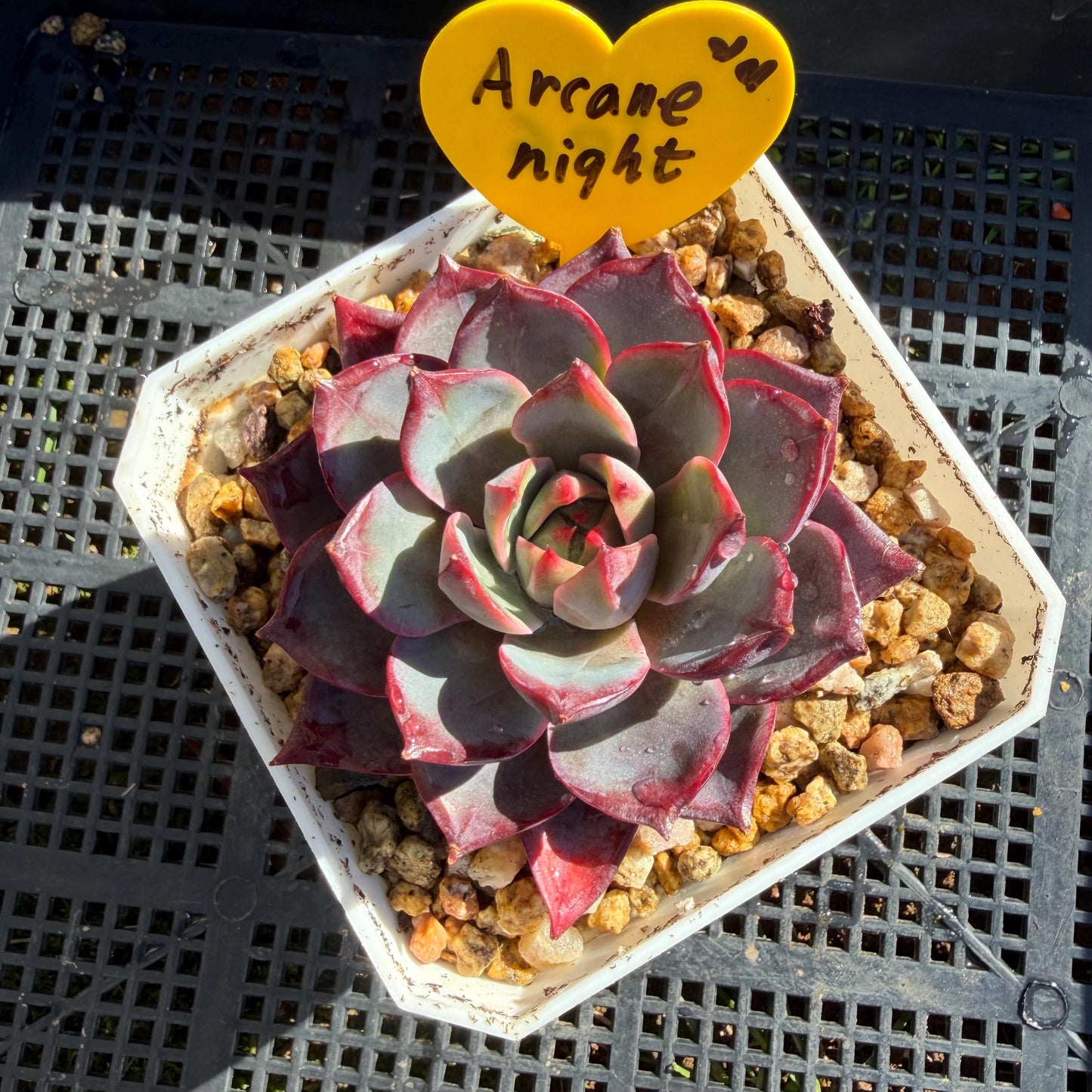 Echeveria ' Arcane Night ', big cluster, 2.8inches, J06