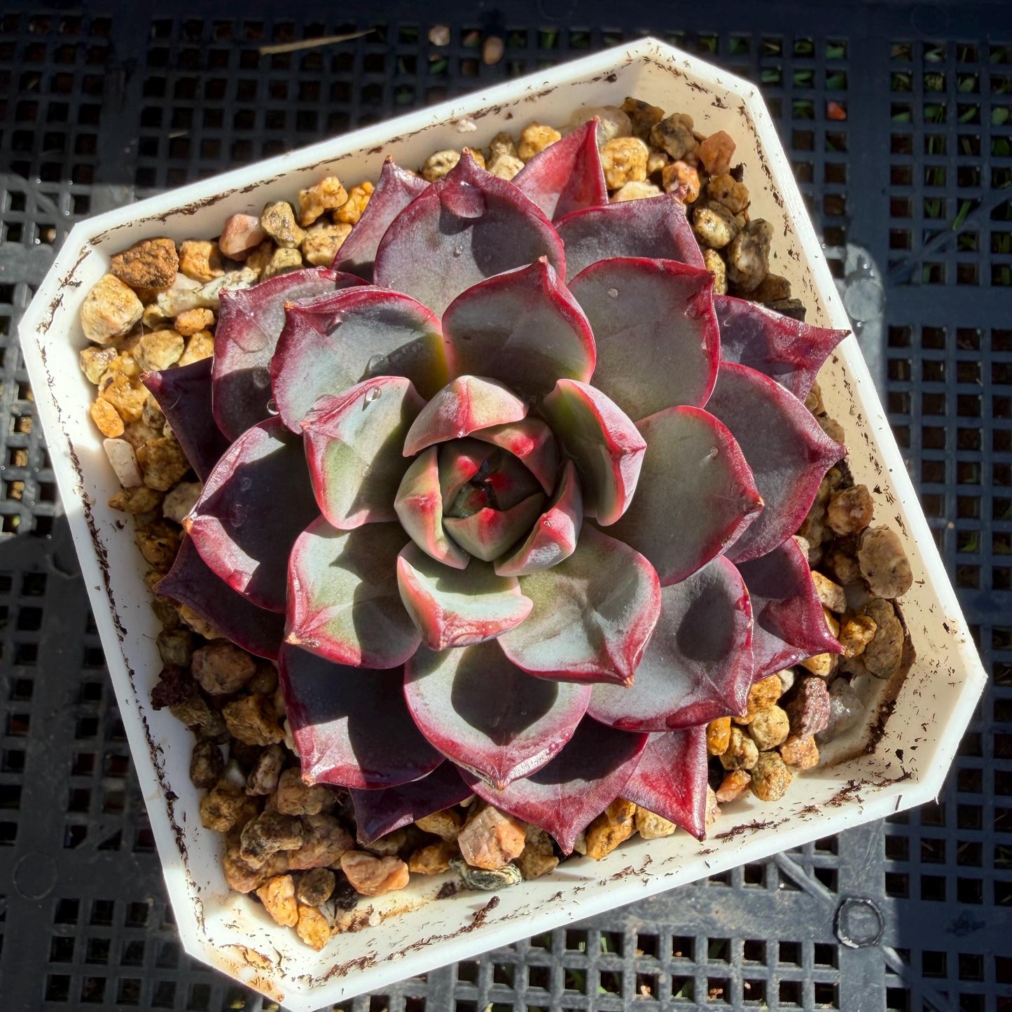 Echeveria ' Arcane Night ', big cluster, 2.8inches, J06