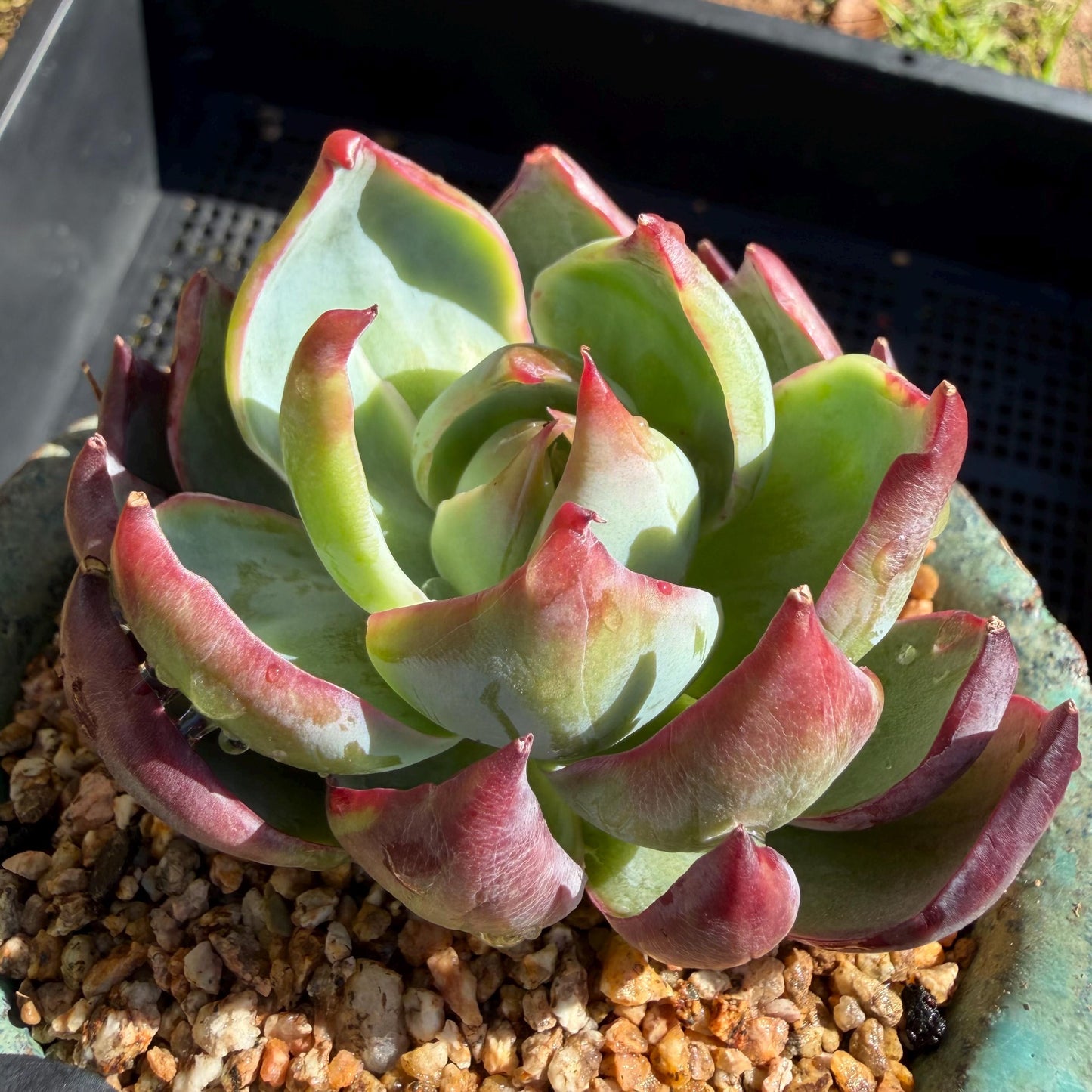 Echeveria  ‘Casio', 2.8inches , J08