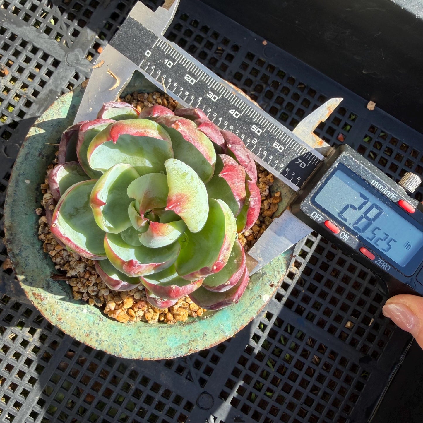 Echeveria  ‘Casio', 2.8inches , J08