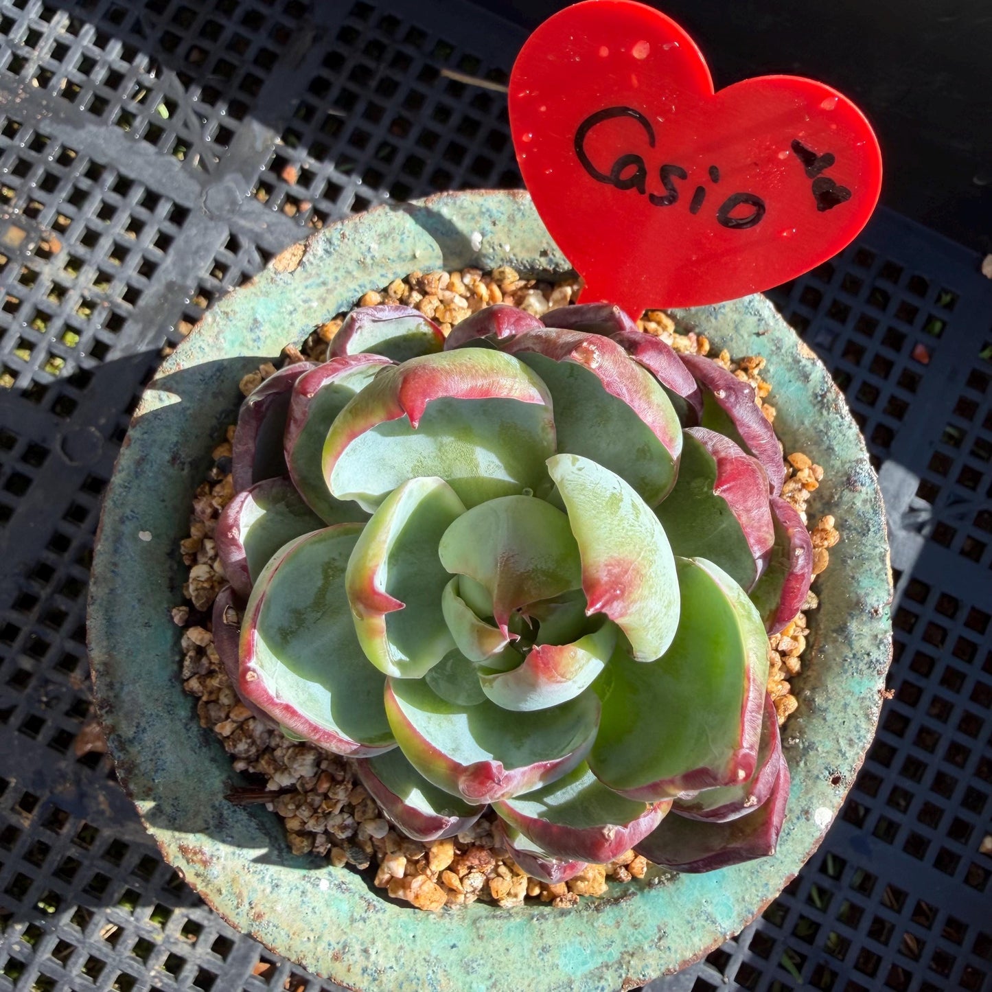 Echeveria  ‘Casio', 2.8inches , J08