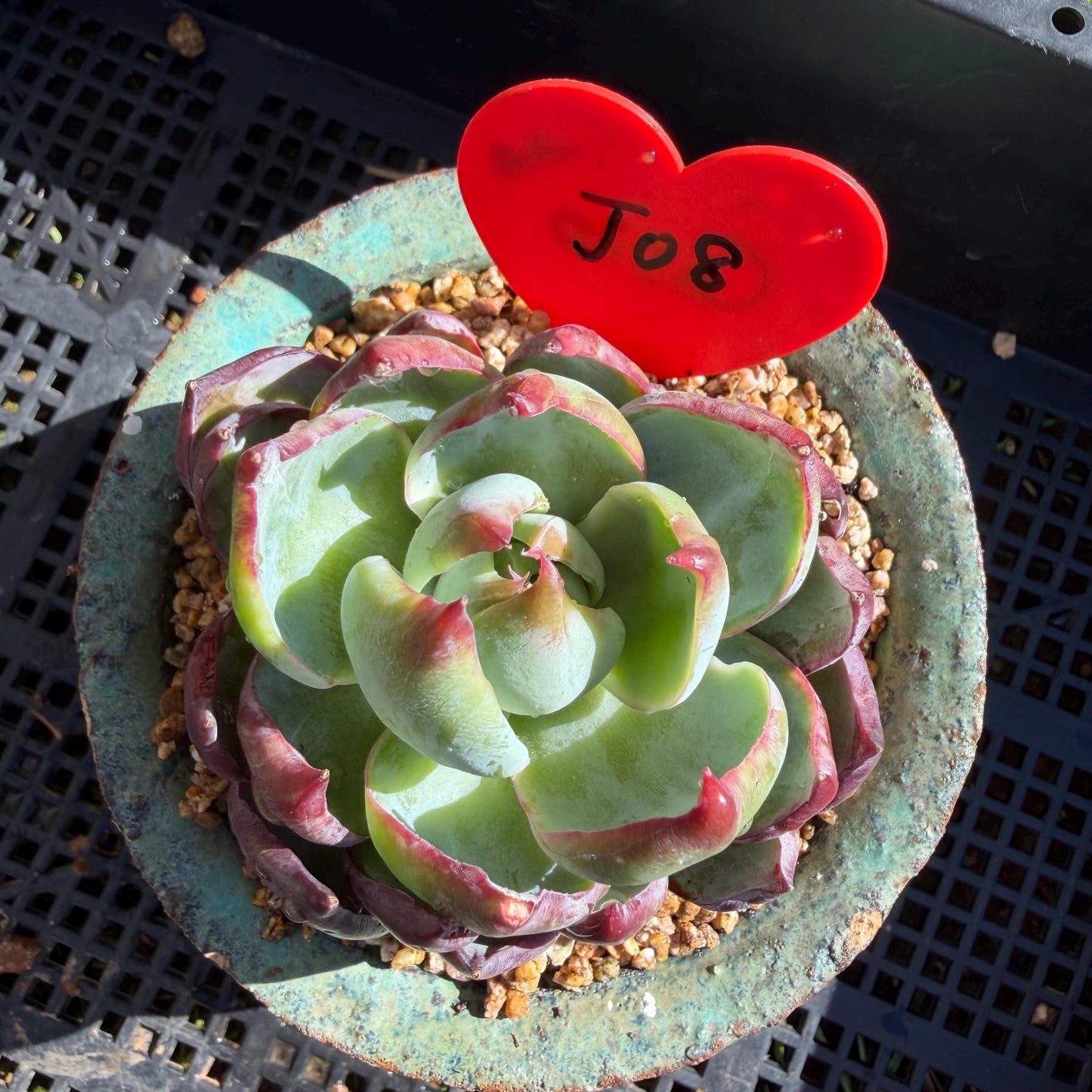 Echeveria  ‘Casio', 2.8inches , J08