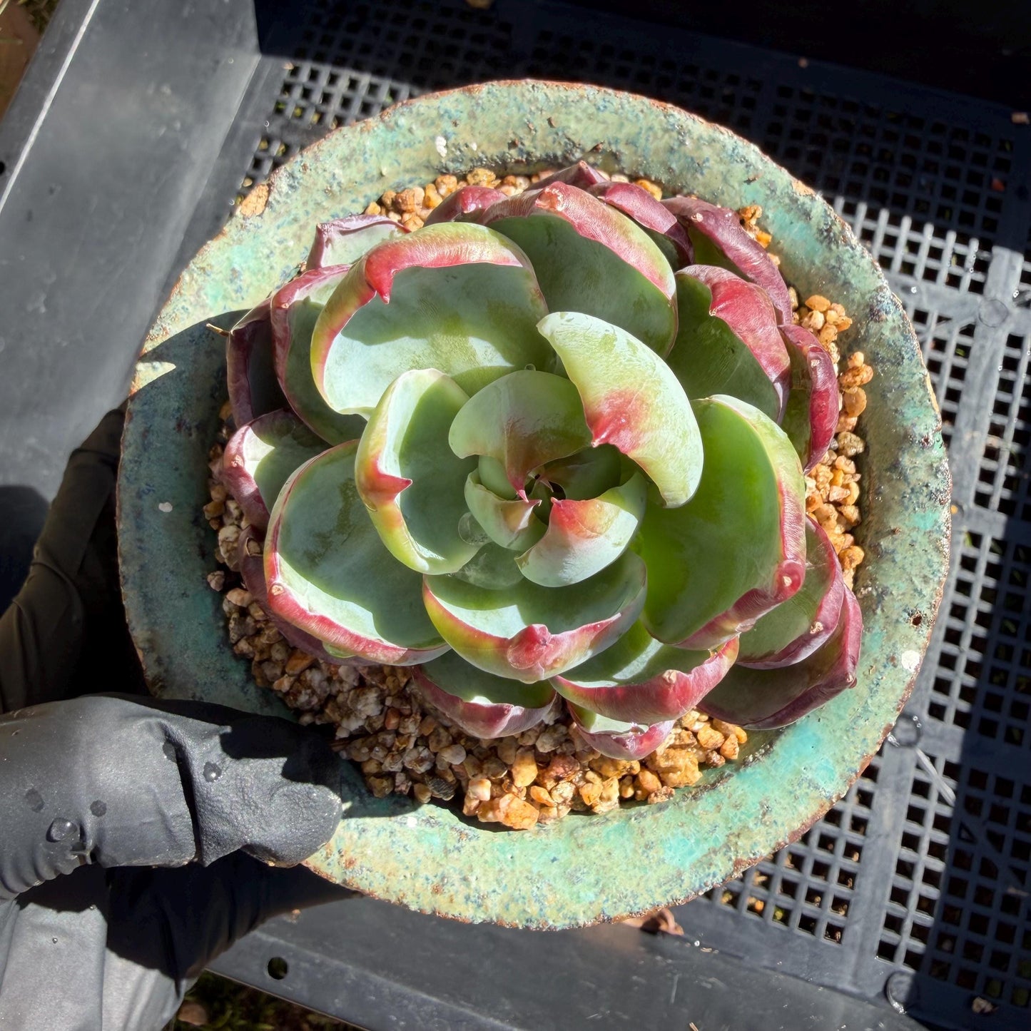 Echeveria  ‘Casio', 2.8inches , J08